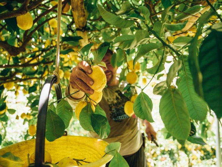 Amalfi Coast Lemon tour & Lunch - Shared Experience